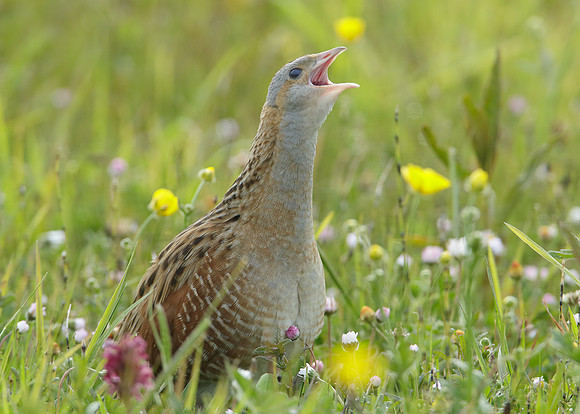 Corncrake Crex crex