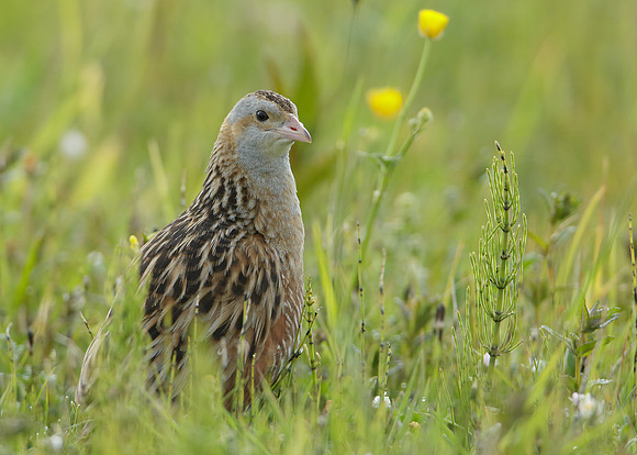 Corncrake Crex crex
