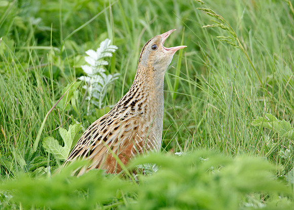 Corncrake Crex crex