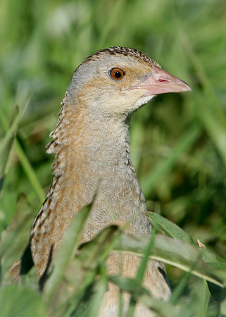 Corncrake Crex crex