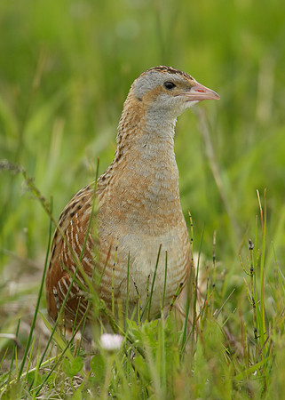 Corncrake Crex crex