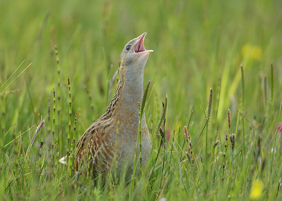 Corncrake Crex crex