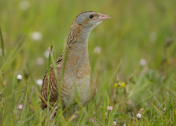 Corncrake Crex crex