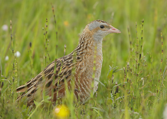 Corncrake Crex crex
