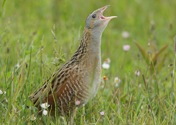 Corncrake Crex crex