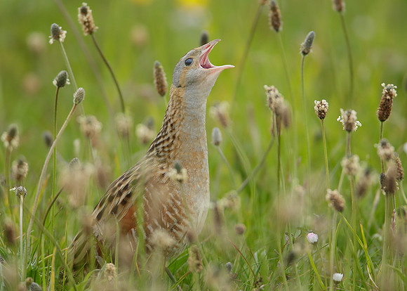 Corncrake Crex crex