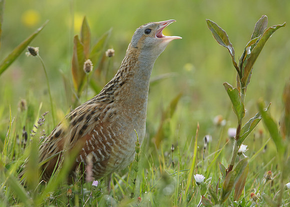 Corncrake Crex crex