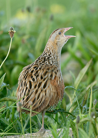 Corncrake Crex crex