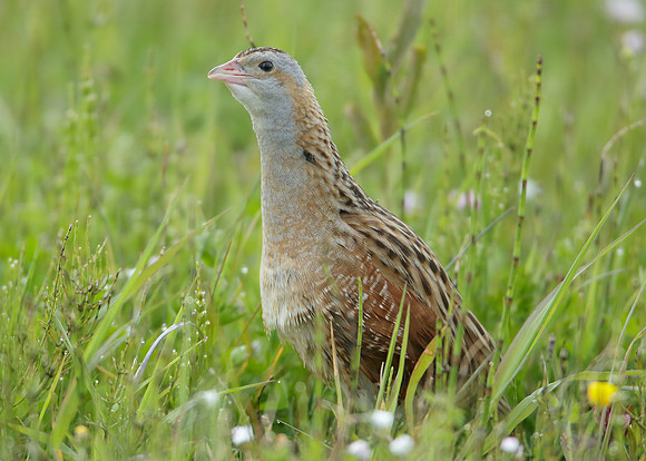 Corncrake Crex crex