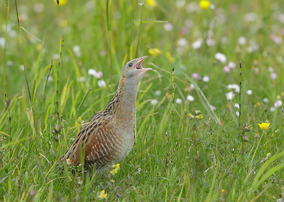 Corncrake Crex crex