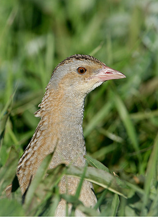 Corncrake Crex crex