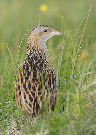 Corncrake Crex crex