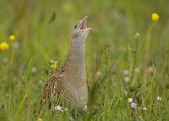 Corncrake Crex crex