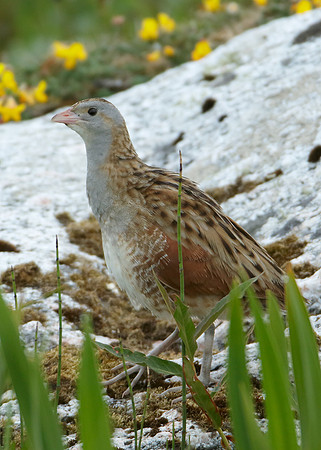 Corncrake Crex crex