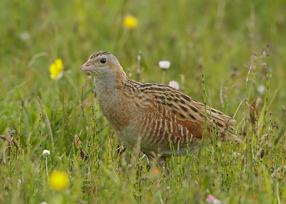 Corncrake Crex crex