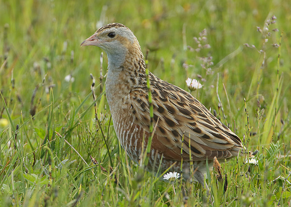 Corncrake Crex crex
