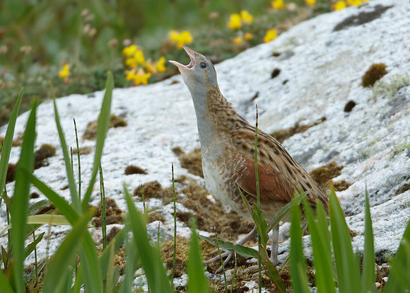Corncrake Crex crex