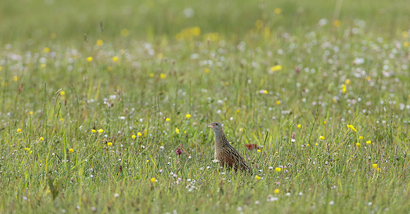 Corncrake Crex crex