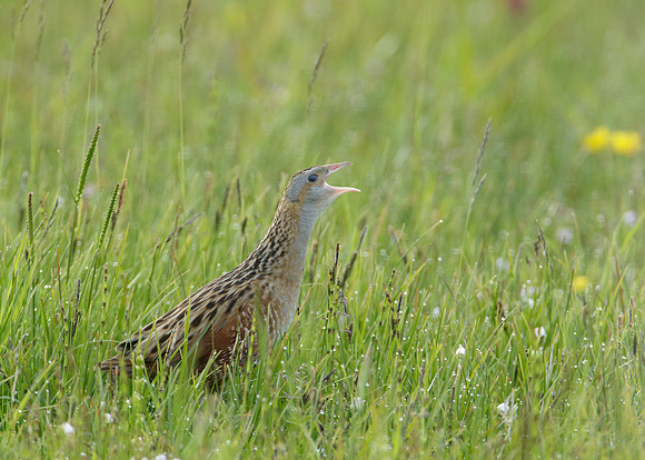 Corncrake Crex crex