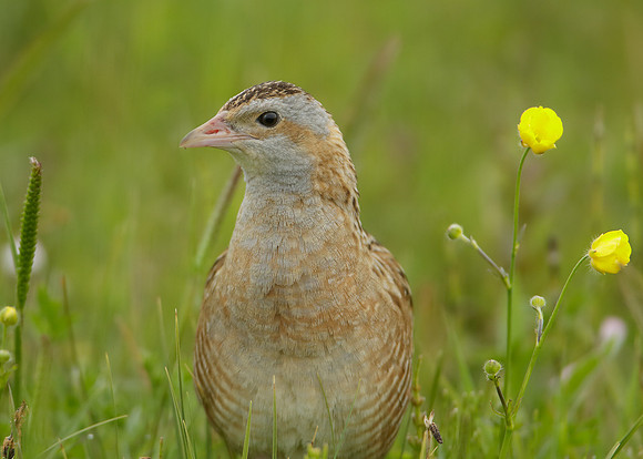 Corncrake Crex crex