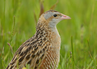 Corncrake Crex crex