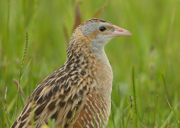 Corncrake Crex crex