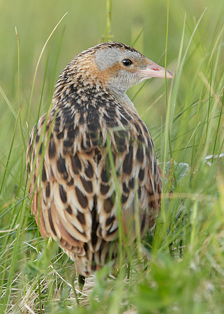 Corncrake Crex crex