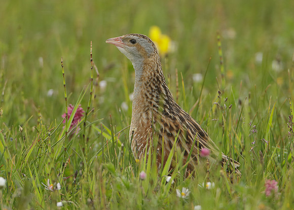 Corncrake Crex crex