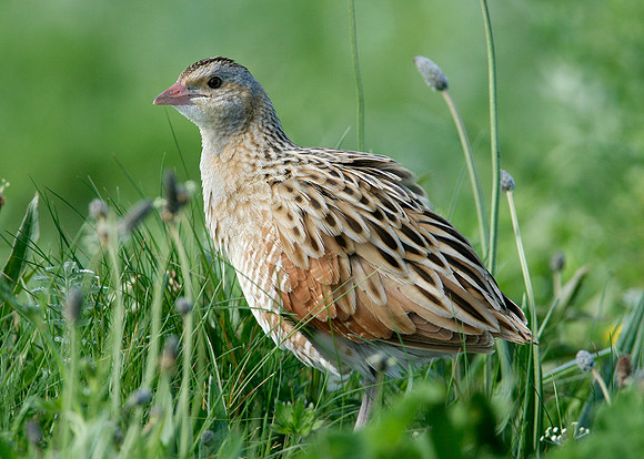 Corncrake Crex crex