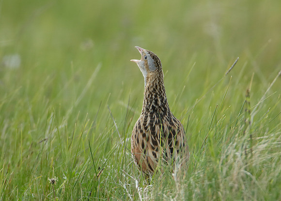 Corncrake Crex crex