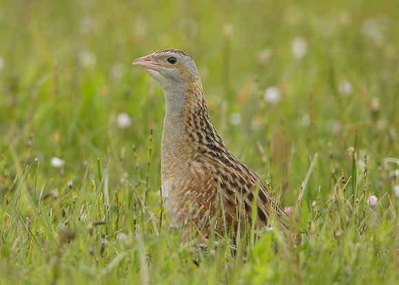 Corncrake Crex crex