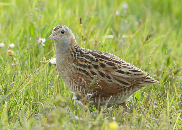 Corncrake Crex crex