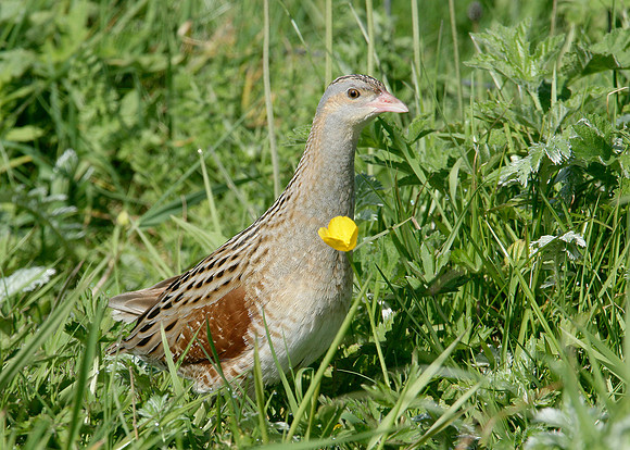 Corncrake Crex crex