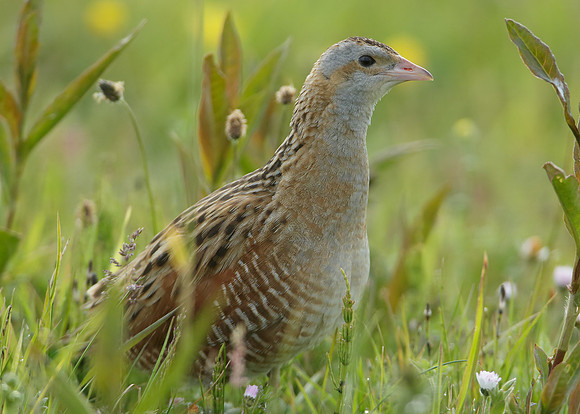 Corncrake Crex crex