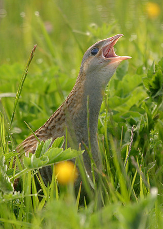 Corncrake Crex crex