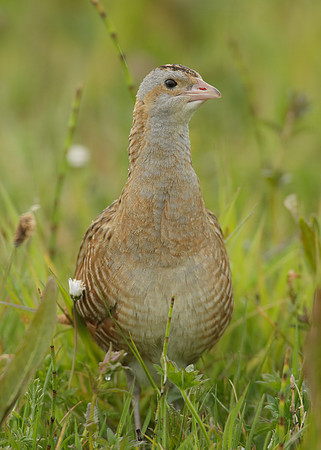 Corncrake Crex crex