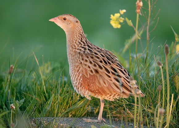 Corncrake Crex crex