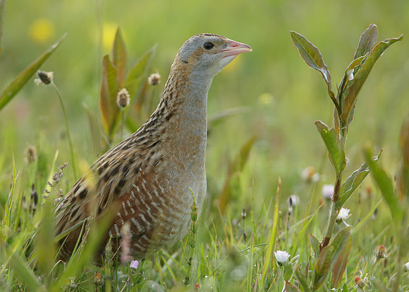 Corncrake Crex crex