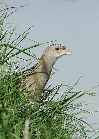 Corncrake Crex crex