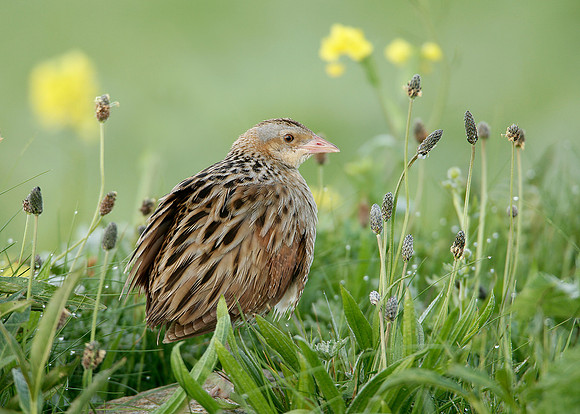 Corncrake Crex crex
