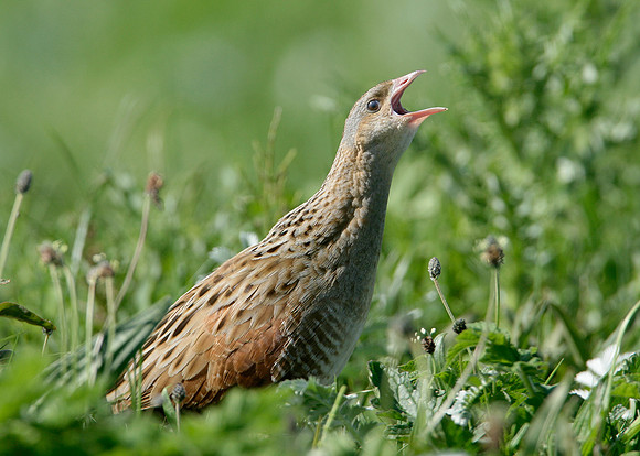 Corncrake Crex crex