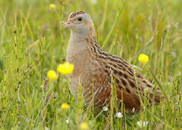 Corncrake Crex crex