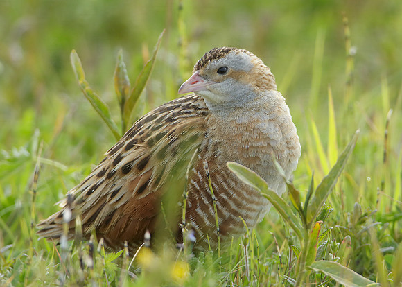 Corncrake Crex crex