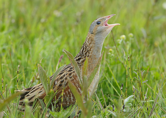 Corncrake Crex crex