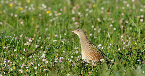 Corncrake Crex crex