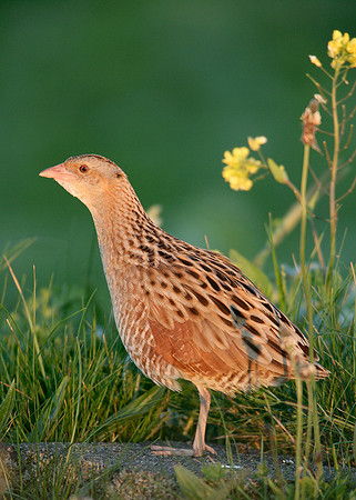 Corncrake Crex crex