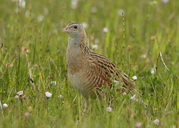 Corncrake Crex crex
