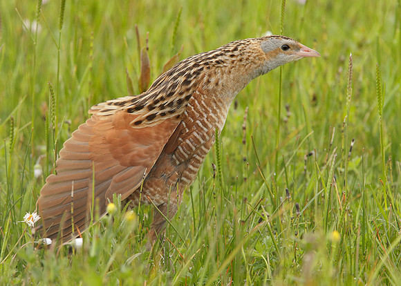 Corncrake Crex crex