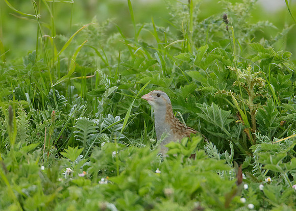 Corncrake Crex crex