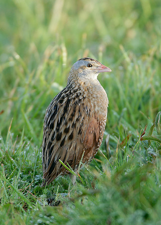 Corncrake Crex crex